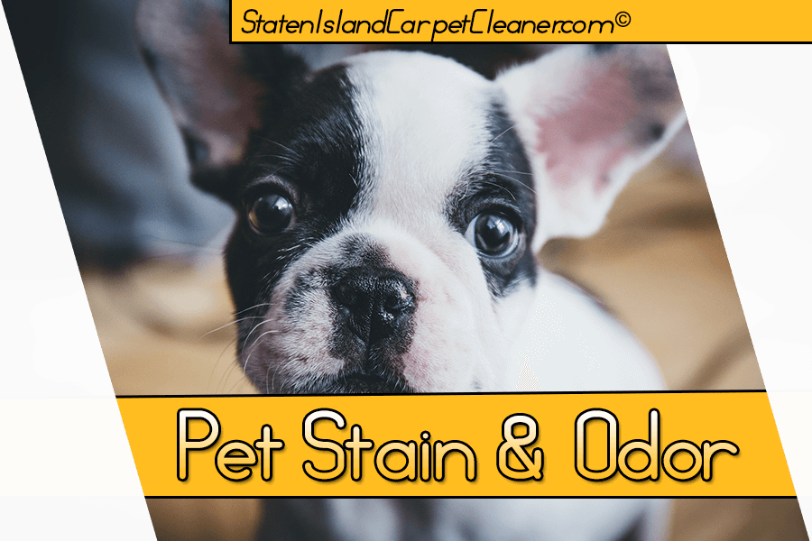 Pet Stain and Pet Odor Cleaning - Staten Island