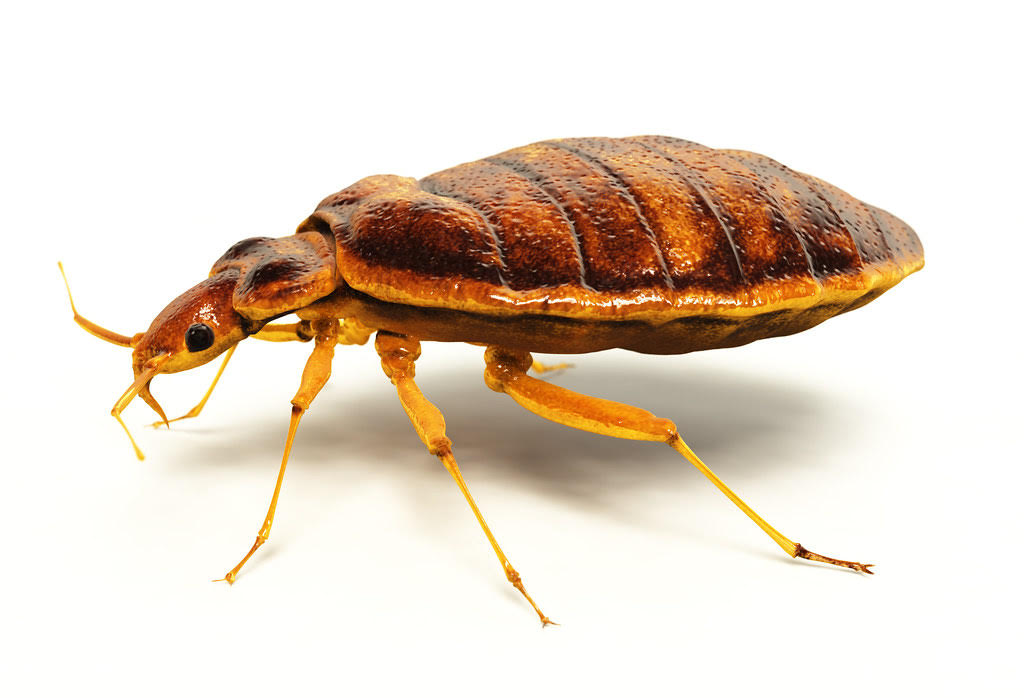 Bed Bug Treatment nyc