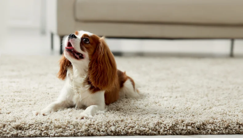 How to Eliminate Carpet Odors Quickly