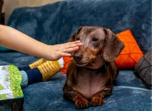 Pet Safe Carpet Cleaner Solution 